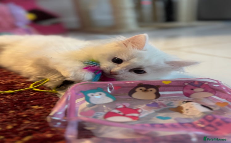 Ragdoll cats - Advert 1