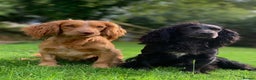 Cocker Spaniel dogs for stud: Golden cocker stud in Crediton - Advert 7