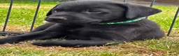 Labrador Retriever dogs for sale: KC Reg Puppies, FTCH Bred with versatility in mind - Advert 9