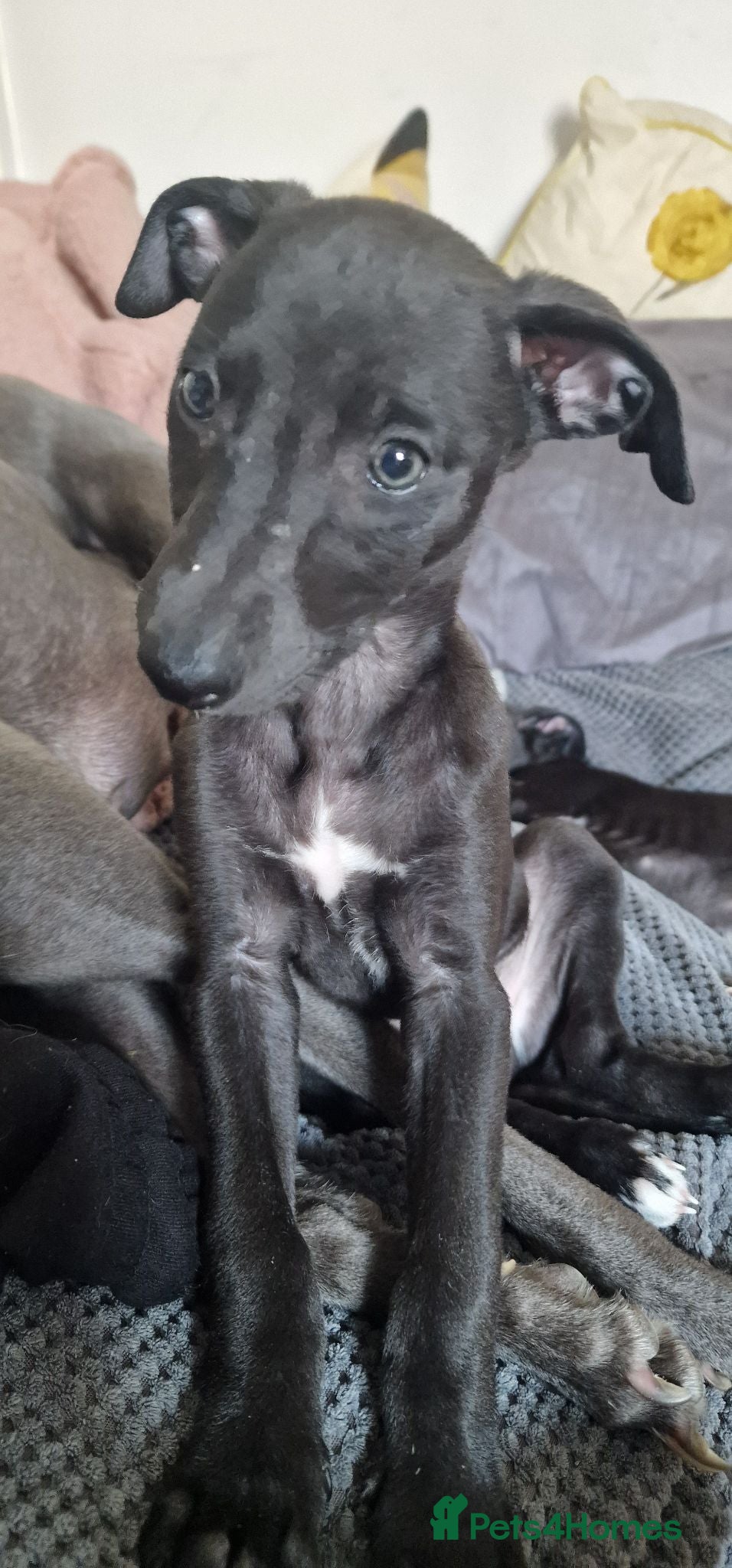 Whippet dogs Whippet puppies for sale - Advert 15
