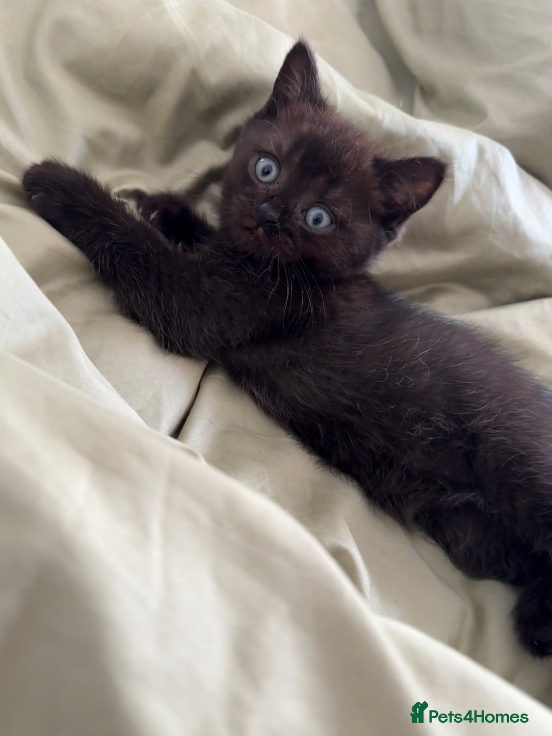 British Shorthair cats for sale: Beautiful rare litter of shorthair kittens - Image 5