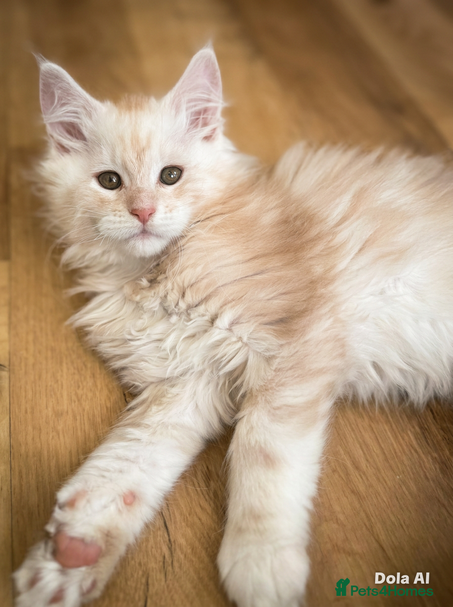 Maine Coon cats Top quality Maine coon kittens - Advert 7