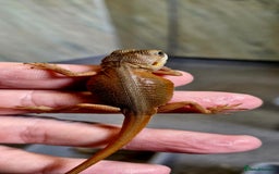 Bearded Dragon reptiles for sale: Pogona vitticeps + vitticeps/Barbata hybrids - Image 16