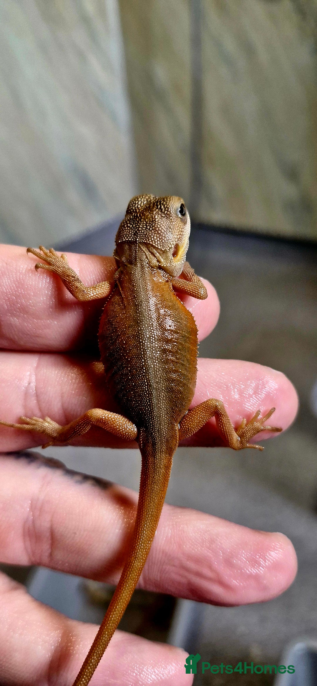 Bearded Dragon reptiles for sale: Pogona vitticeps + vitticeps/Barbata hybrids - Image 16