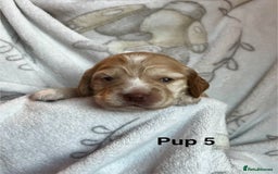 Cockapoo dogs for sale: Adorable Cocker Spaniel/Cockapoo Puppies - Image 20
