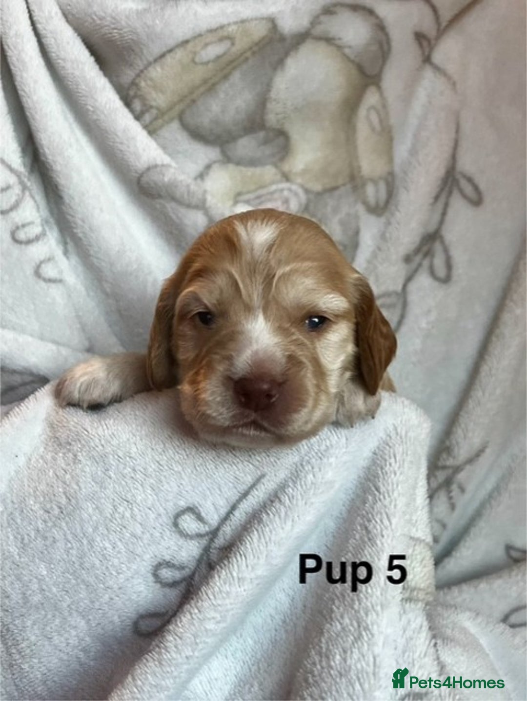 Cockapoo dogs for sale: Adorable Cocker Spaniel/Cockapoo Puppies - Image 20