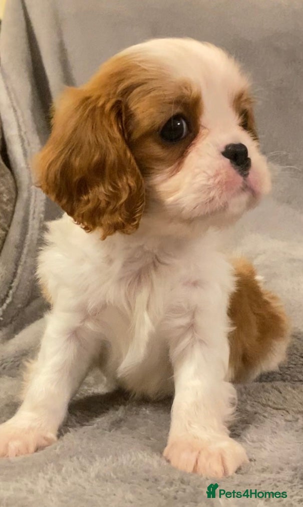 Cavalier King Charles Spaniel dogs Champion lines, heart/health tested, KC registered - Advert 7