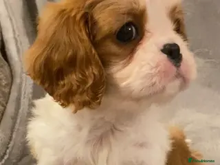 Cavalier King Charles Spaniel dogs Champion lines, heart/health tested, KC registered - Advert 7