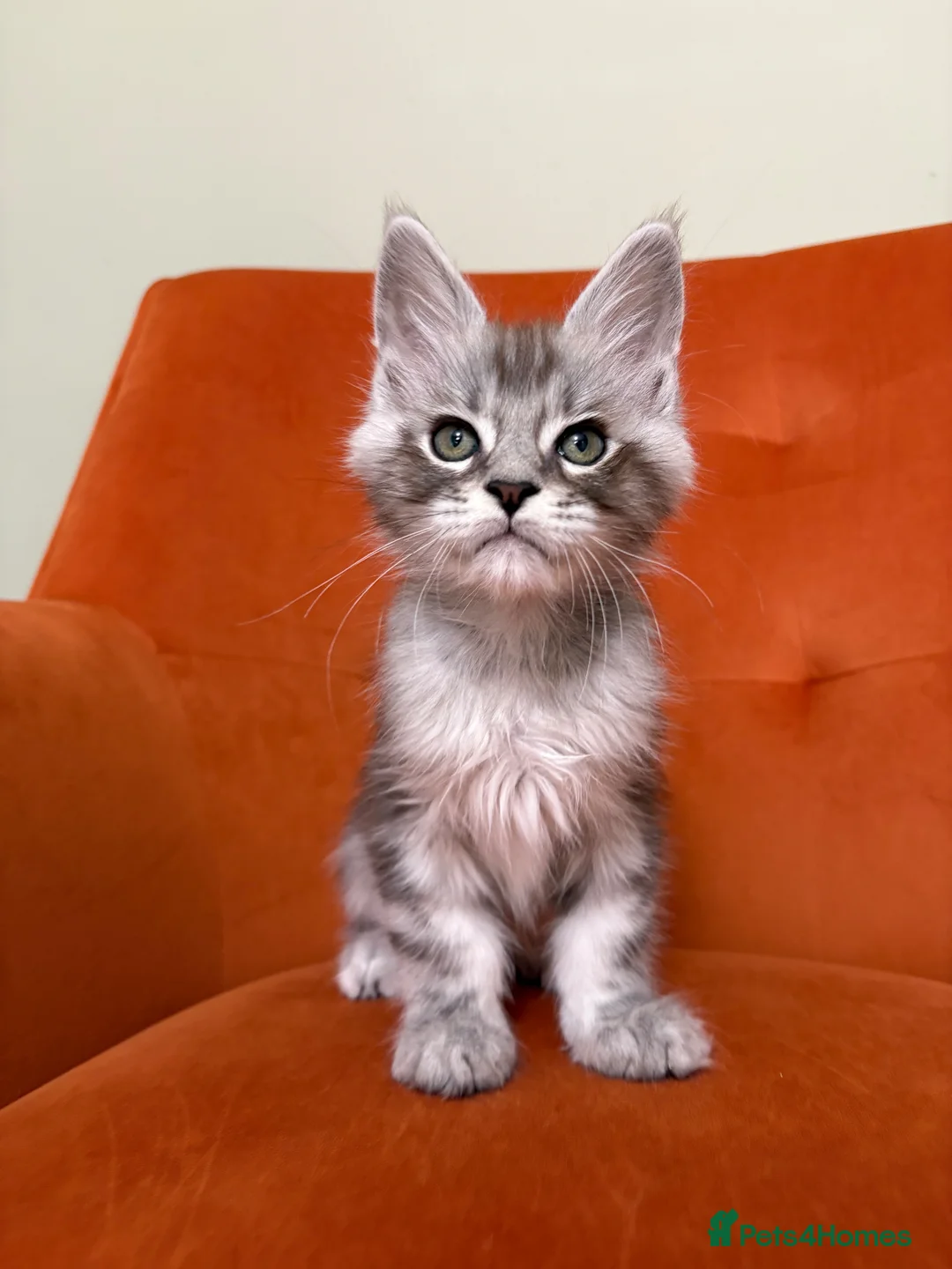 Maine Coon cats for sale: Champion bloodlines✨Breathtaking Maine Coon beauty - Advert 1