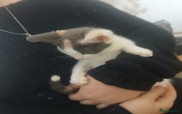 Domestic Shorthair cats for sale: 🐾 9 Beautiful Kittens - Image 15