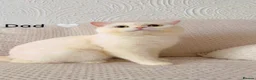 British Shorthair cats for sale:   Cute British Shorthair Kittens - Advert 9