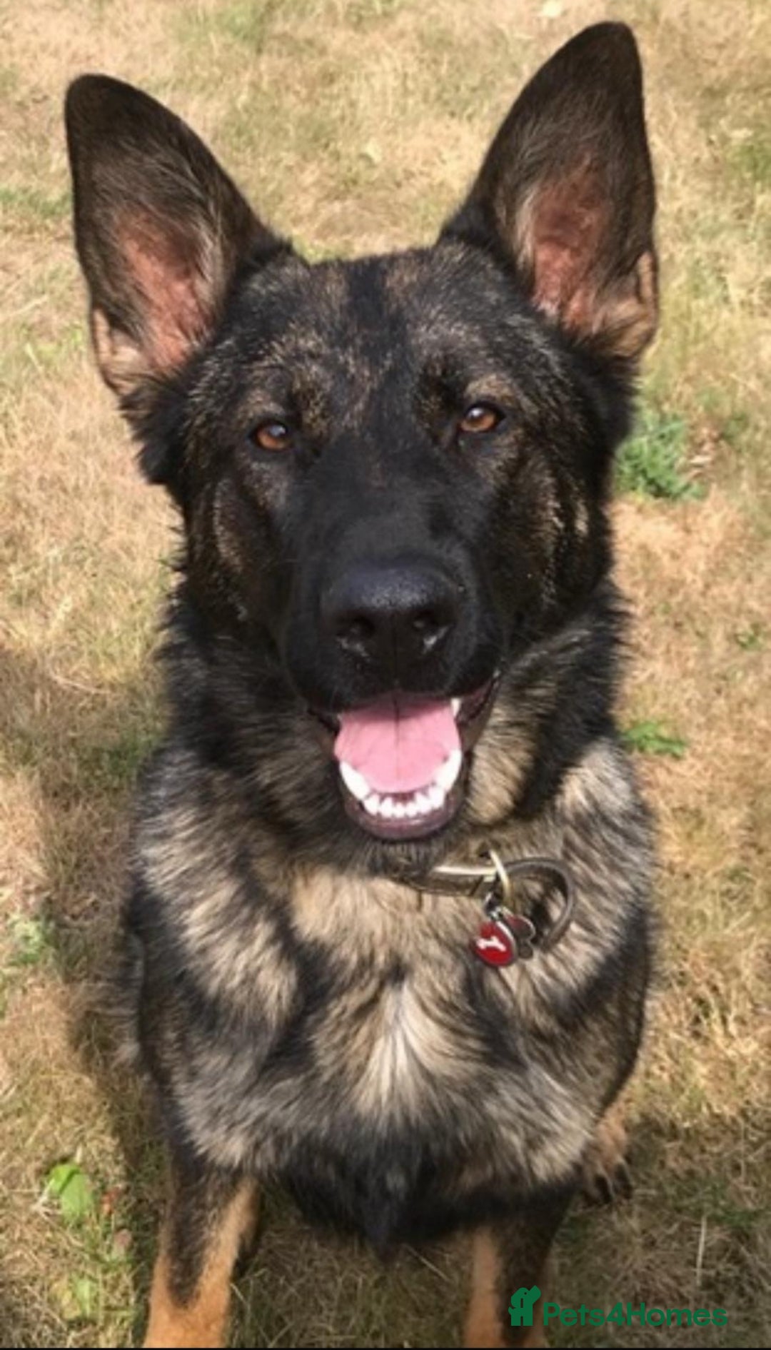 German Shepherd dogs for sale: 🐶 Outstanding Working line GSD puppies 🐶 - Image 7
