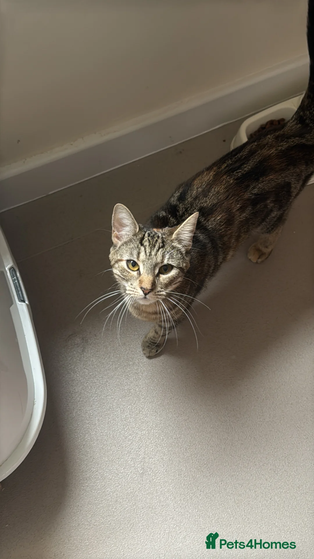 British Shorthair cats for sale: Fluffy-The tabby in Ipswich - Advert 1