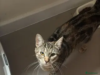 British Shorthair cats Fluffy-The tabby - Advert 12