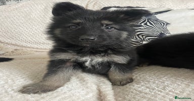 German Shepherd dogs - Advert 12