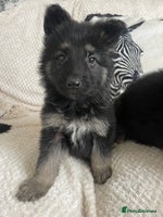 German Shepherd dogs - Advert 11