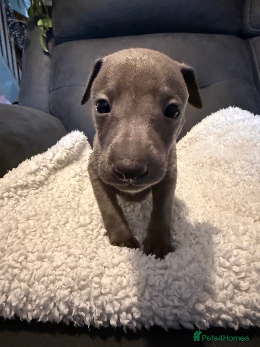Mixed Breed dogs for sale: Italian Greyhound x Whippet - “Wiggies”  - Advert 18