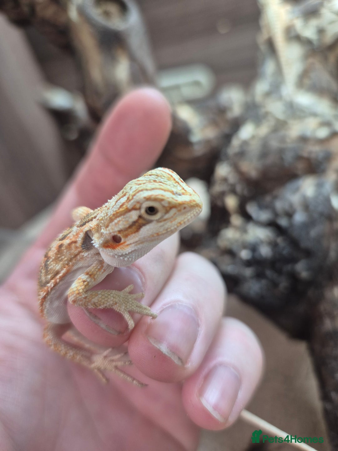 Bearded Dragon reptiles for sale: Baby bearded dragons - Image 5