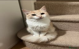Domestic Shorthair cats for sale: Cream and white longhair cat  - Image 3