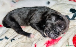 American Bull Staffy dogs for sale: Beautiful American bulldog x staff puppies   - Image 32