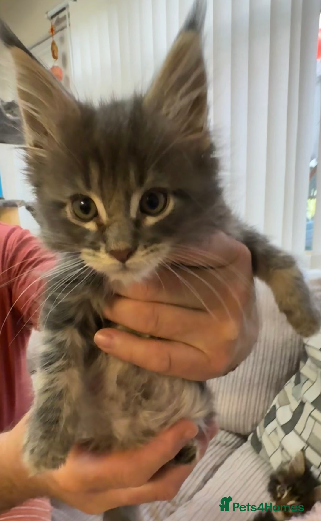 Maine Coon cats for sale: Adorable pedigree Maine coon kittens - Advert 4