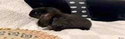 Mini Lop rabbits for sale: 3 beautiful Mini Lop Doe’s - Advert 8
