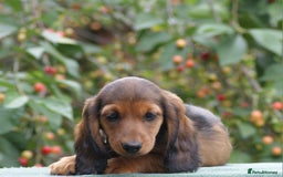 Miniature Dachshund dogs for sale: Last Boy, KC Registered Mini L/H Dachshunds. in Boston - Image 4