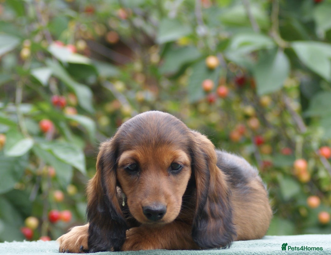 Miniature Dachshund dogs for sale: Last Boy, KC Registered Mini L/H Dachshunds. in Boston - Image 4