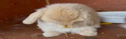 Mini Lop rabbits for sale: x3 Mini lop bunnies  - Advert 2