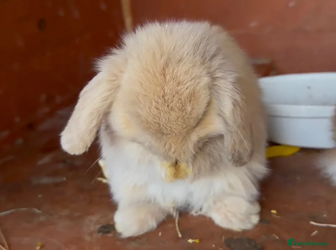 Mini Lop rabbits for sale: x3 Mini lop bunnies  - Advert 2