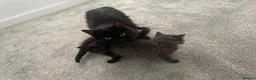 British Longhair cats for sale: Beautiful British longhair kittens - Advert 5