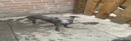 Italian Greyhound dogs for sale: Beautiful Italian greyhound puppies  - Advert 16