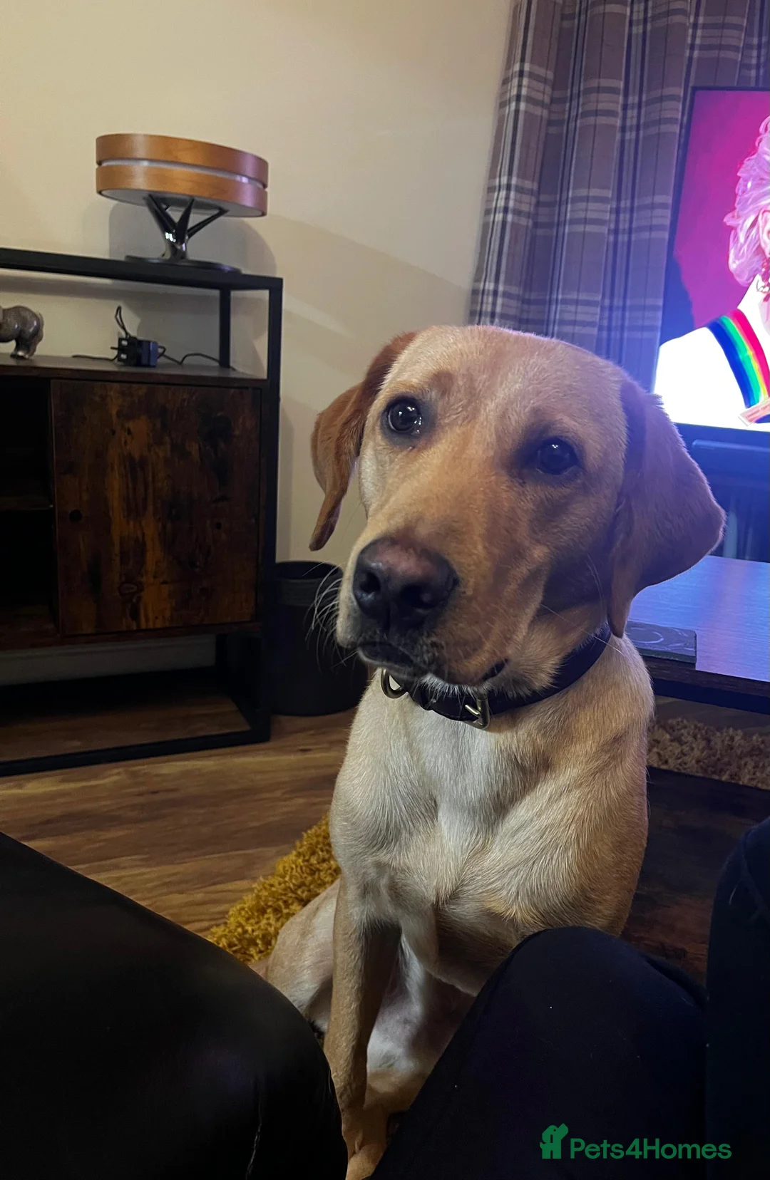 Labrador Retriever dogs for stud: Handsome Proven KC Registered Labrador Stud - Advert 5