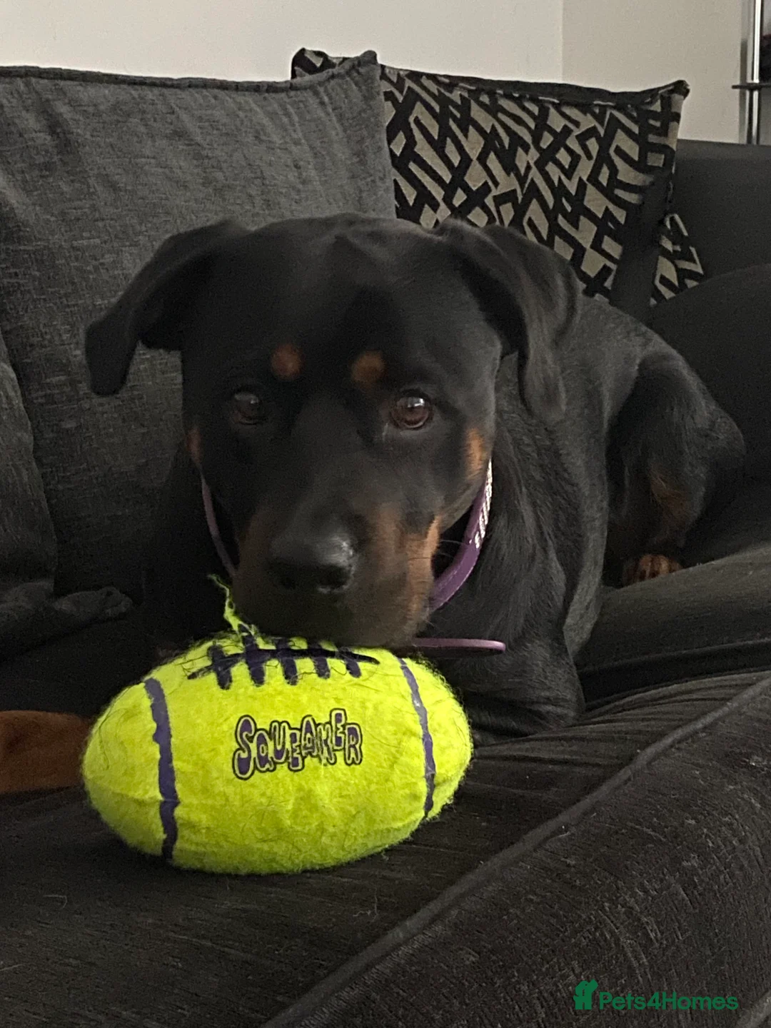 Rottweiler dogs for sale: Germany and America Rottweiler mix - Advert 7