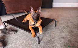 Belgian Shepherd Dog dogs for sale: Kairo - Urgent Rehome - Image 12