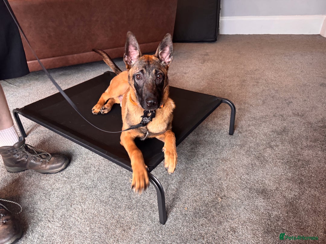 Belgian Shepherd Dog dogs for sale: Kairo - Urgent Rehome - Image 12