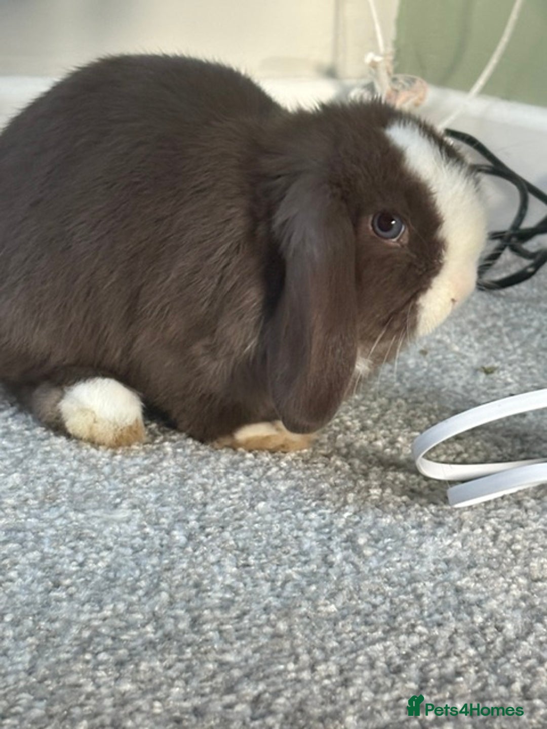 Mini Lop rabbits for sale: Mini Lops - Image 3
