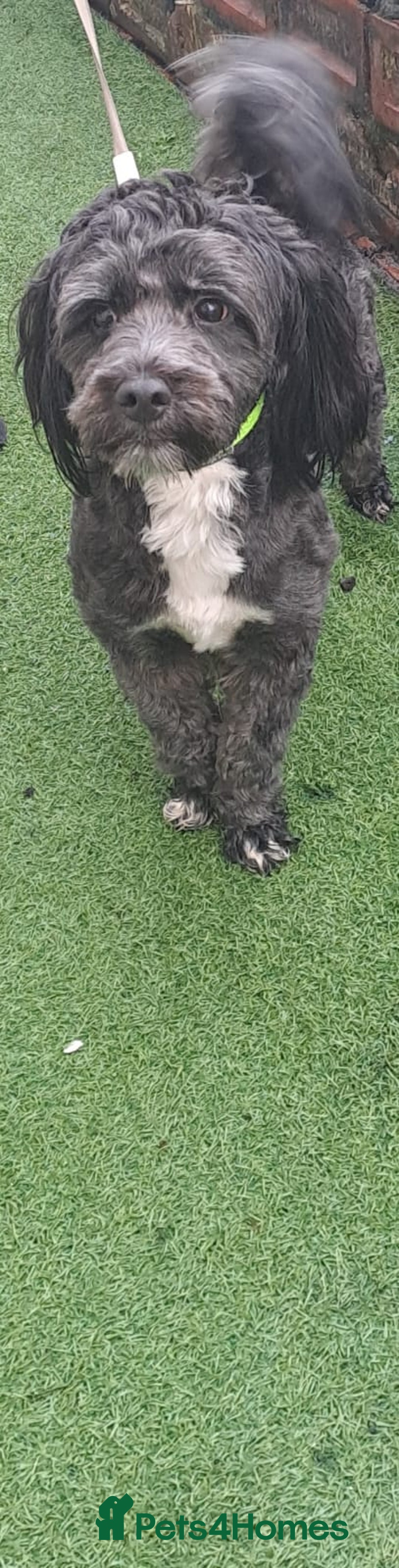 Lhasapoo dogs for sale: Beautiful lhasapoo boy  - Advert 1