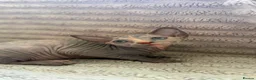 Sphynx cats for sale: Sphinx kittens available  in Aberdeen - Advert 8