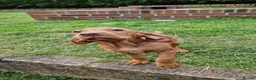 Hungarian Vizsla dogs for sale: READY TO LEAVE ,. 4 Beautiful girls left. - Advert 2