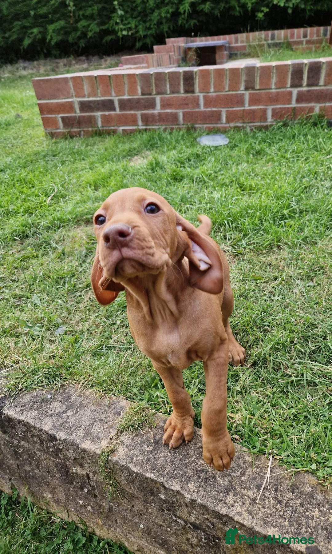 Hungarian Vizsla dogs for sale: READY TO LEAVE ,. 4 Beautiful girls left. - Advert 2
