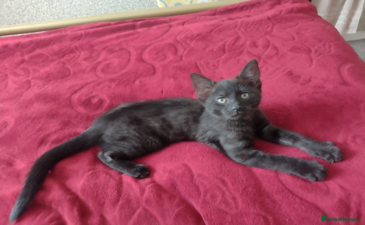 Mixed Breed cats - Advert 13