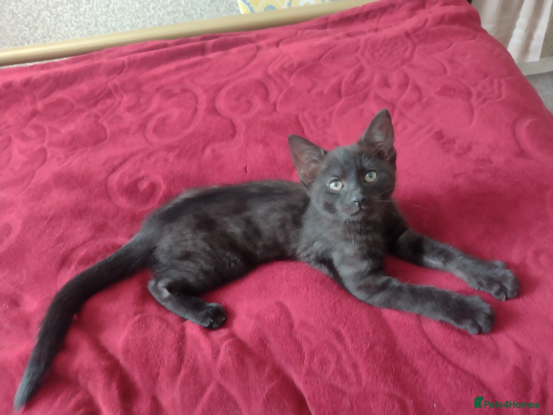 Mixed Breed cats for sale: 12 weeks old boy looking for a new home  - Image 1