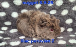 Guinea Pig rodents for sale: Baby male peruvian guinea pigs  - Image 6