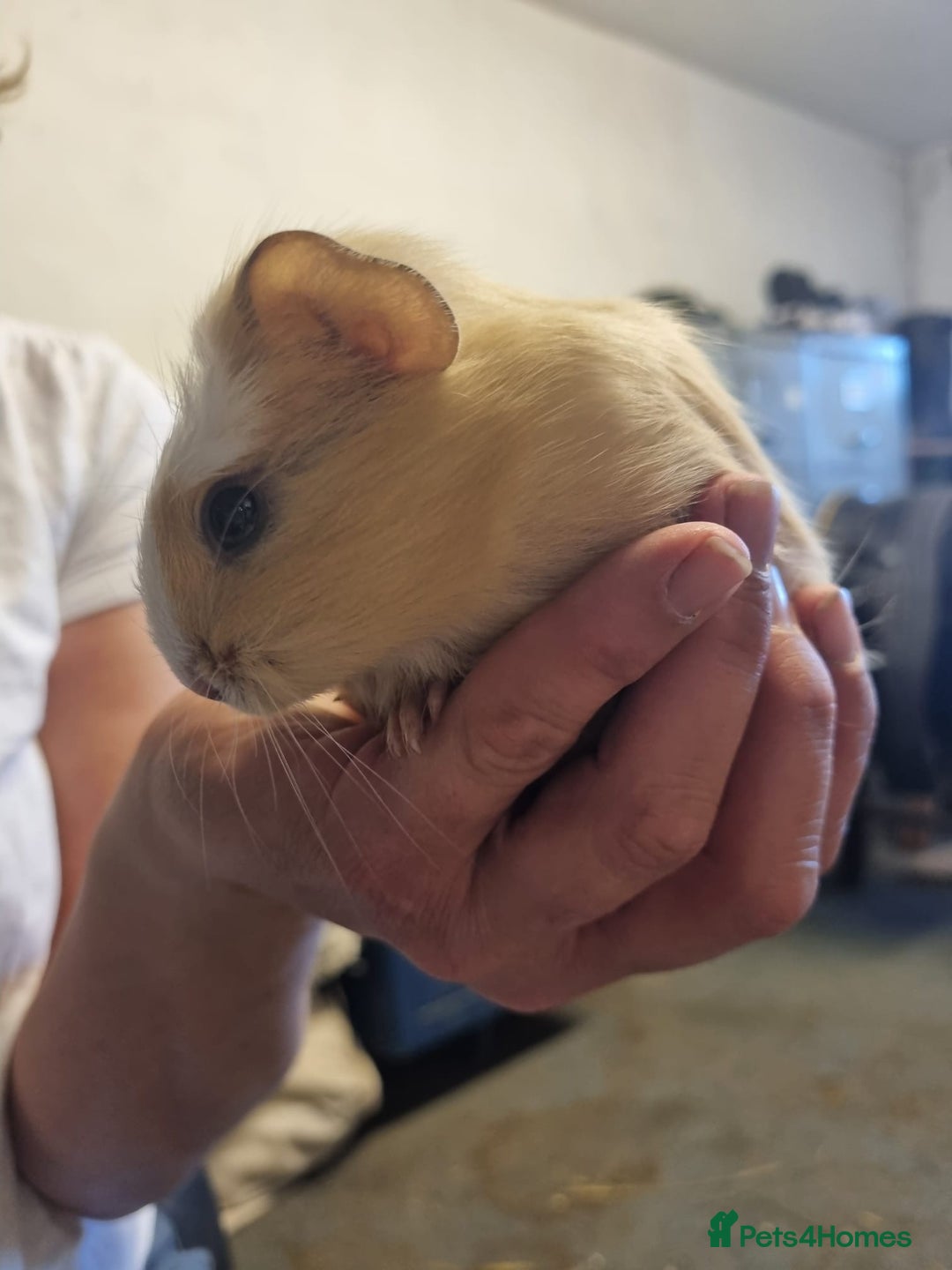 Guinea Pig rodents for sale: Male Guinea pig In need of a home  - Image 2