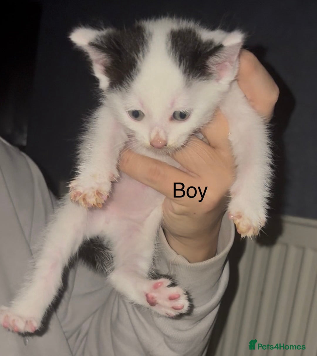 Mixed Breed cats for sale: Beautiful Kittens For Sale  - Advert 5