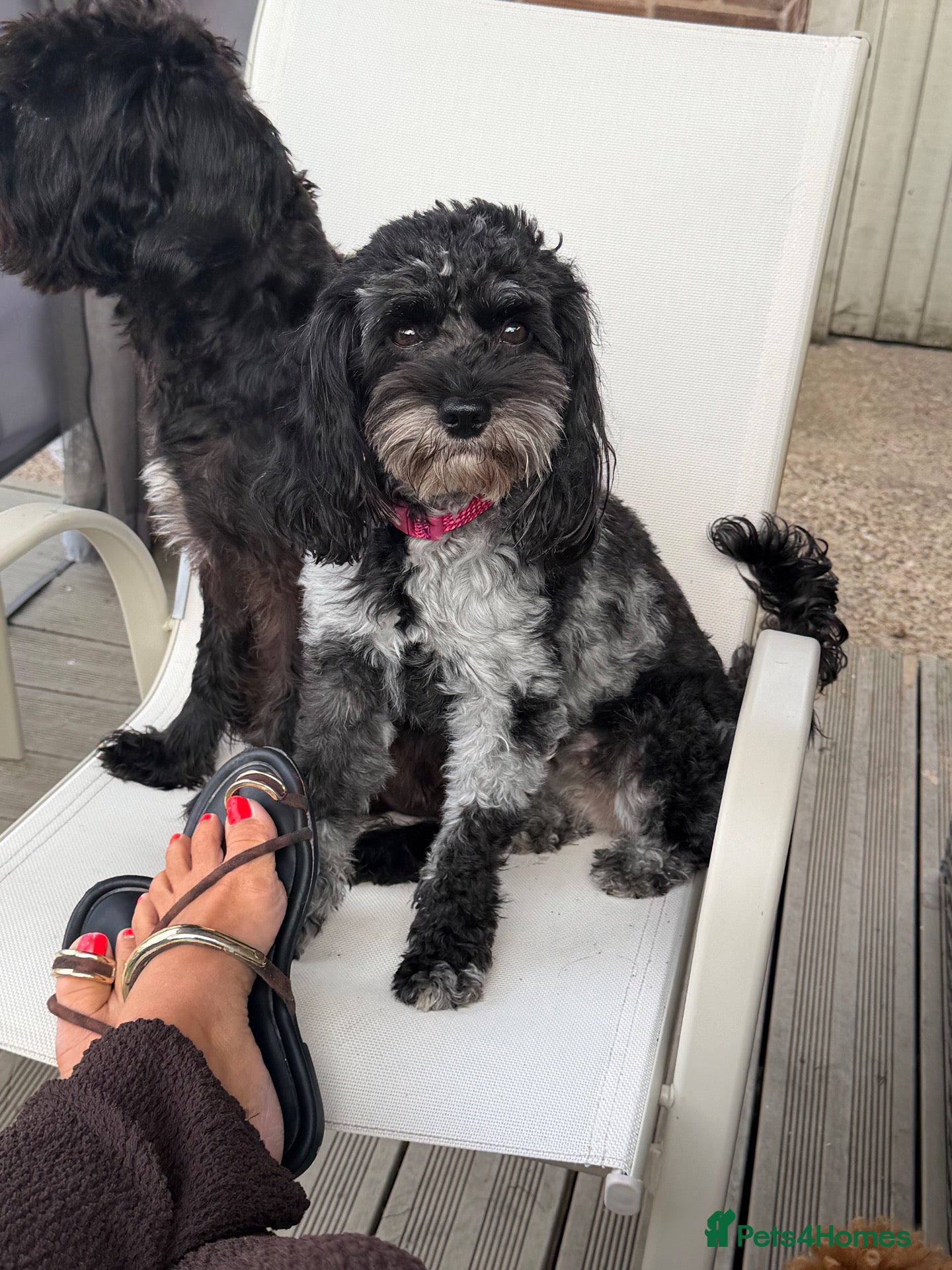 Cavapoo dogs RARE BLUE MERLE F1B DUE OCT🐶 🐾❤️  - Advert 4