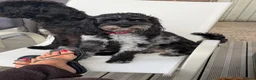 Cavapoo dogs for sale: RARE BLUE MERLE F1B DUE OCT🐶 🐾❤️  - Advert 1