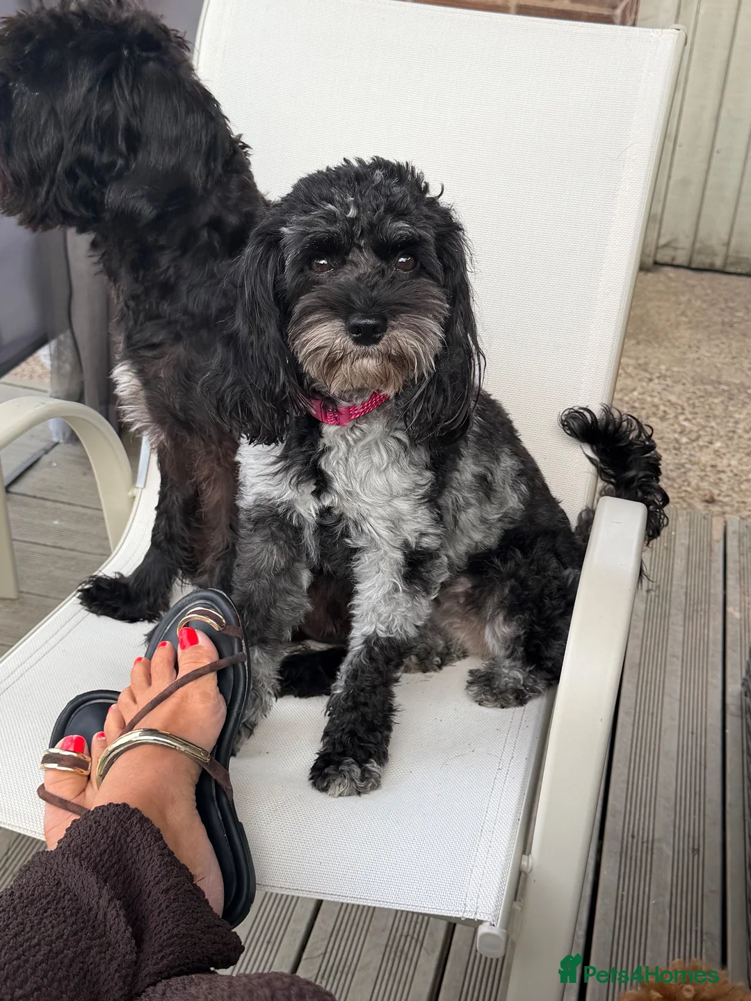 Cavapoo dogs for sale: RARE BLUE MERLE F1B DUE OCT🐶 🐾❤️  - Advert 1