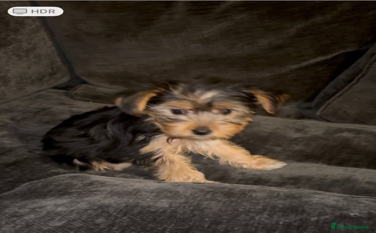 Yorkshire Terrier dogs Yorkshire Terrier Pups - Advert 13